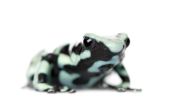 Green and Black Poison Dart Frog, Dendrobates auratus, sobre fondo blanco, plano de estudio —  Fotos de Stock