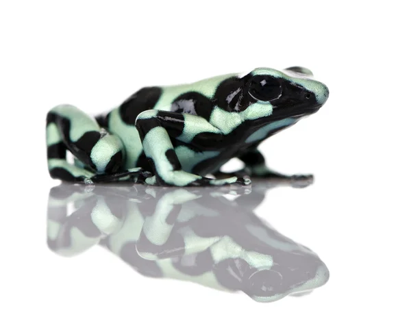 Vista lateral de Green and Black Poison Dart Frog, Dendrobates auratus, sobre fondo blanco, plano de estudio —  Fotos de Stock