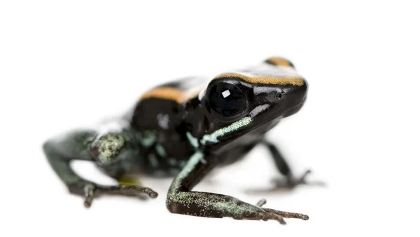 Side view of Golfodulcean Poison Frog, Phyllobates vittatus, against white background, studio shot — Stock Photo, Image