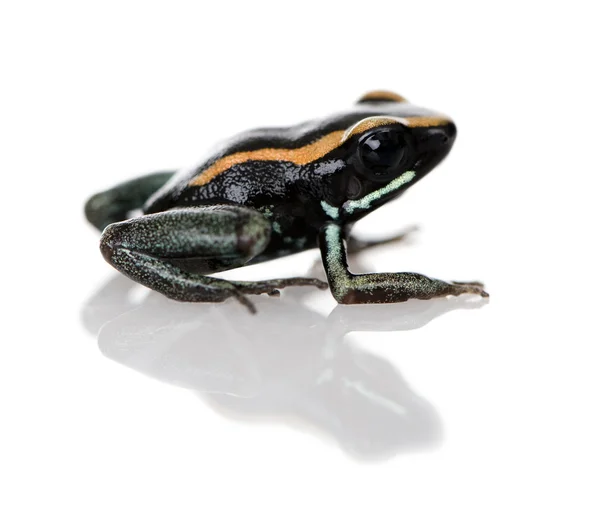 Vista laterale del Golfodulcean Poison Frog, Phyllobates vittatus, su sfondo bianco, ripresa in studio — Foto Stock