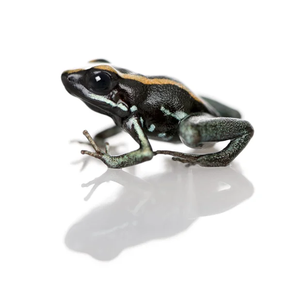 Side view of Golfodulcean Poison Frog, Phyllobates vittatus, на белом фоне, studio shot — стоковое фото