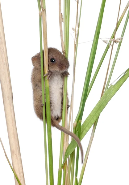 stock image Harvest Mouse climbing on blade of grass in front of white background