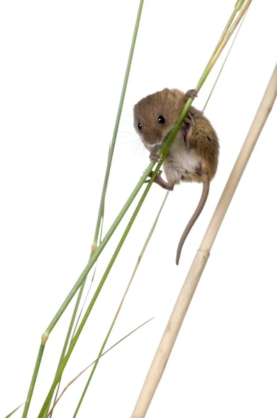 Harvest Mouse, Micromys minutus, climbing on blade of grass, studio shot — Stock Photo, Image