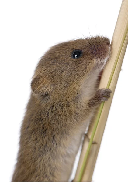Colheita Mouse, Micromys minutus, escalada em pedaço de madeira, tiro estúdio — Fotografia de Stock