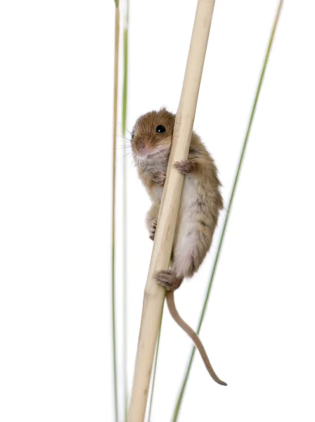 Harvest Mouse, Micromys minutus, climbing on piece of wood, studio shot — Stock Photo, Image