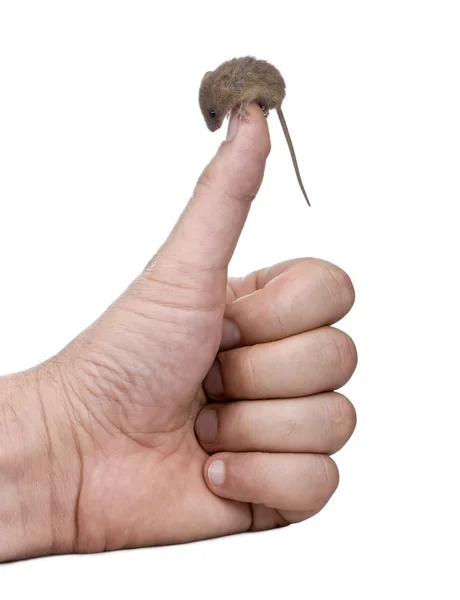 Harvest Mouse, Micromys minutus, perched on man's thumb, studio shot — Stock Photo, Image