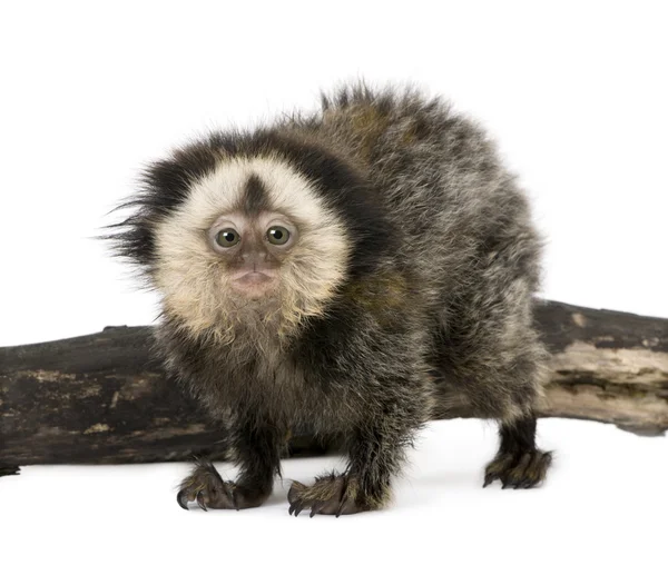 Young White-headed Marmoset, Callithrix geoffroyi, 5 months old, in front of white background, studio shot — стокове фото