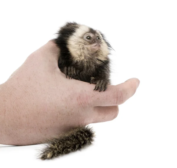 stock image Person holding young White-headed Marmoset, Callithrix geoffroyi, 5 months old, in front of white background