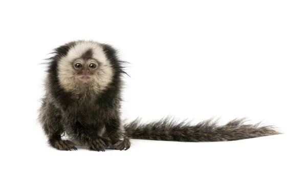 Young White-headed Marmoset, Callithrix geoffroyi, 5 months old, in front of white background, studio shot — Stock Photo, Image