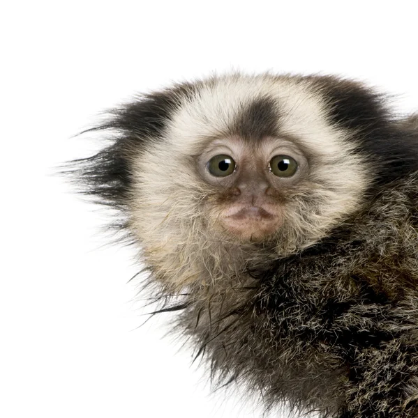 Portrait of young White-headed Marmoset, Callithrix geoffroyi, 5 — Stock Photo, Image