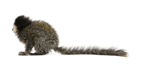 Side view of young White-headed Marmoset, Callithrix geoffroyi, 5 months old, in front of white background, studio shot — Stock Photo, Image