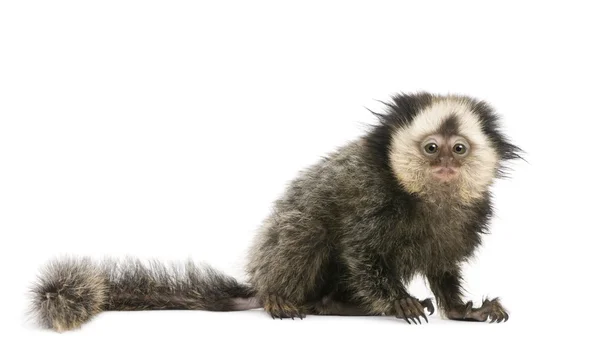 Young White-headed Marmoset, Callithrix geoffroyi, 5 months old, in front of white background, studio shot — Stock Fotó