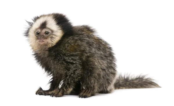 Young White-headed Marmoset, Callithrix geoffroyi, 5 months old, in front of white background, studio shot — 스톡 사진