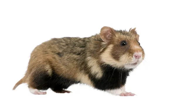 Vista lateral do hamster europeu, Cricetus cricetus, contra fundo branco, tiro estúdio — Fotografia de Stock