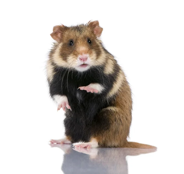 Avrupa hamster, beyaz arka plan, stüdyo çekim cricetus cricetus portresi — Stok fotoğraf