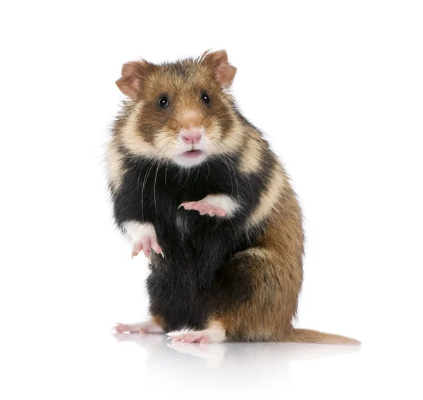 Avrupa hamster, beyaz arka plan, stüdyo çekim cricetus cricetus portresi — Stok fotoğraf