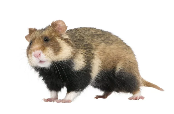 Portrait of European Hamster, Cricetus cricetus, against white background, studio shot — Stock Photo, Image