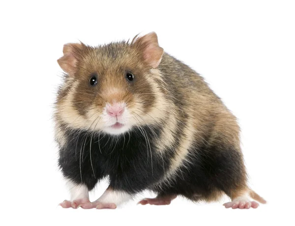 Portret van Europese hamster, cricetus cricetus, tegen witte achtergrond, studio opname — Stockfoto