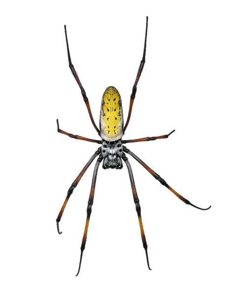 Gouden orb-web spin, nephila inaurata madagascariensis, tegen witte achtergrond, studio opname — Stockfoto