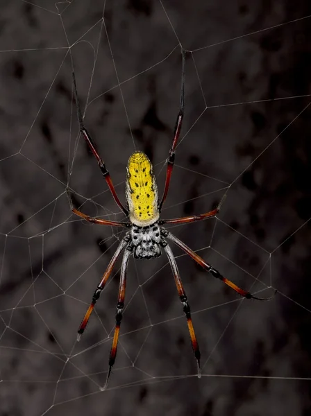 Golden orb-web spider, Nephila inaurata madagascariensis, against black background, studio shot — 스톡 사진