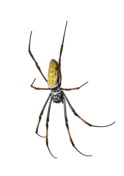 Golden orb-web spider, Nephila inaurata madagascariensis, sullo sfondo bianco, ripresa in studio — Foto Stock