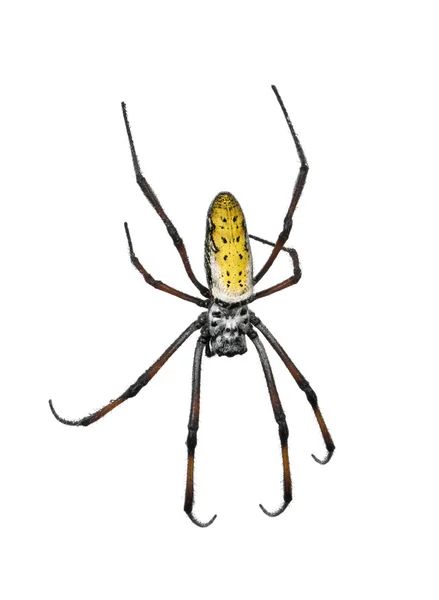 Golden orb-web spider, Nephila inaurata madagascariensis, sobre fondo blanco, plano de estudio —  Fotos de Stock