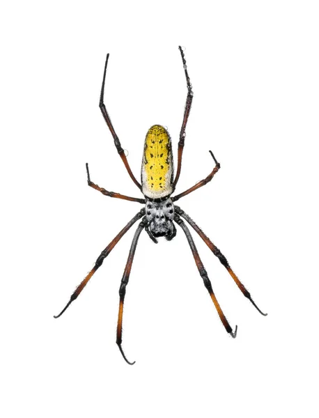 Golden Orb-web spider, Nephila inaurata madagascariensis — Stock Photo, Image