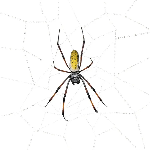 Golden Orb-web spider, Nephila inaurata madagascariensis — Stock Photo, Image