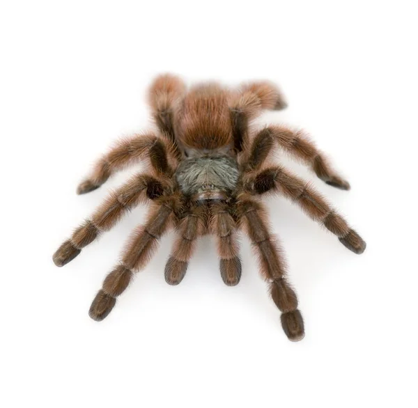 Antillen spin tarantula, avicularia metallica — Stockfoto