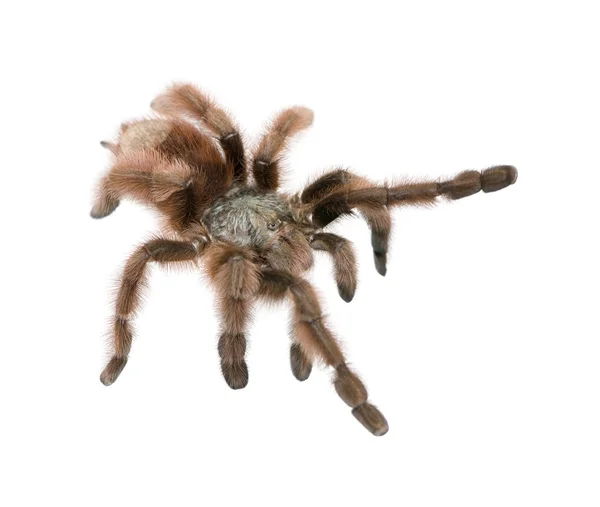 Antillen spin tarantula, avicularia metallica, tegen witte achtergrond, studio opname — Stockfoto
