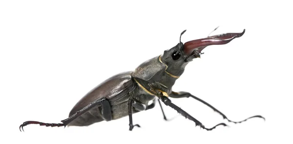 Side view of Male European Stag beetle, Lucanus cervus, against white background, studio shot — Stock Photo, Image