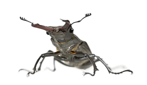 stock image Male European Stag beetle, Lucanus cervus, against white background, studio shot