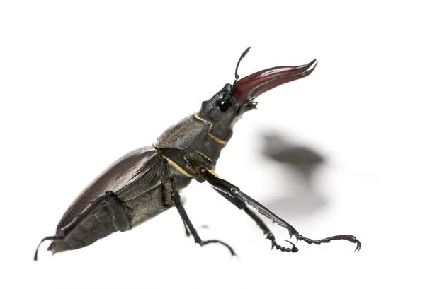 Vista lateral do besouro masculino europeu Stag, Lucanus =us, contra fundo branco, tiro de estúdio — Fotografia de Stock