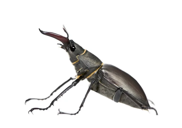 Side view of Male European Stag beetle, Lucanus cervus, against white background, studio shot — Stock Fotó