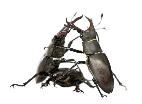 Male European Stag beetles fighting, Lucanus cervus, against whi — стокове фото