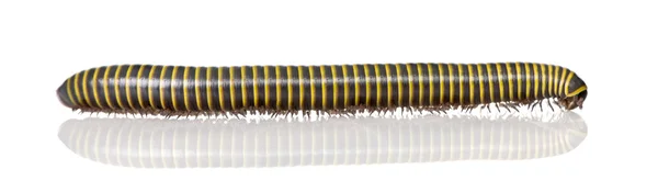 Black and yellow Millipede from Guyane, in front of white background, studio shot — 스톡 사진
