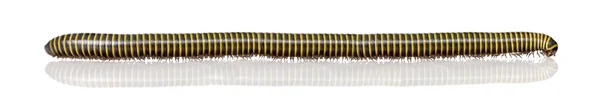 Very long black and yellow Millipede from Guyane, in front of wh — Stock Photo, Image