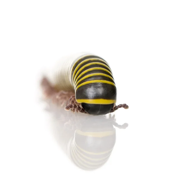 Black and yellow Millipede from Guyane against white background, studio shot — стокове фото