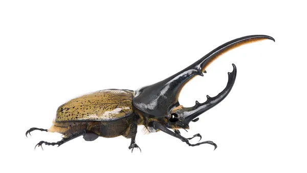 Male adulte Hercules beetle, Dynastes hercules, against white background, studio shot — Stock Photo, Image