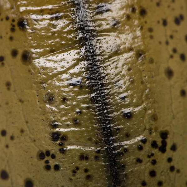 Close-up of Hercules beetle shell — Stock Photo, Image