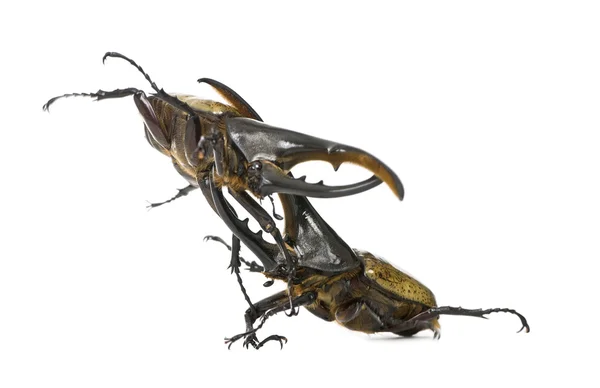 Male adulte Hercules beetles fighting, Dynastes hercules, agains — Stock Photo, Image