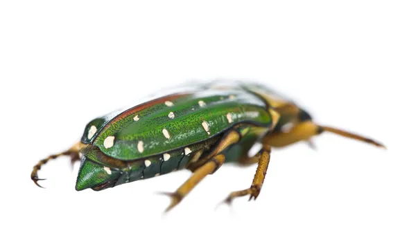 East Africa flower beetle, Stephanorrhina guttata, in front of white background, studio shot — Stock Photo, Image