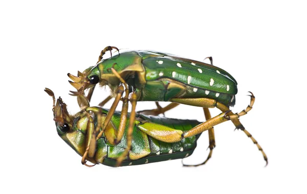 East Africa flower beetles fighting, Stephanorrhina guttata, in front of white background, studio shot — Stock Photo, Image