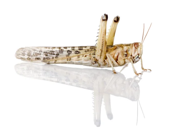 Vista lateral de Desert Locust, Schistocerca gregaria, em frente ao fundo branco, estúdio filmado — Fotografia de Stock