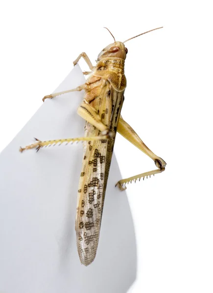 Desert Locust on piece of paper, Schistocerca gregaria, studio shot — Stock Photo, Image