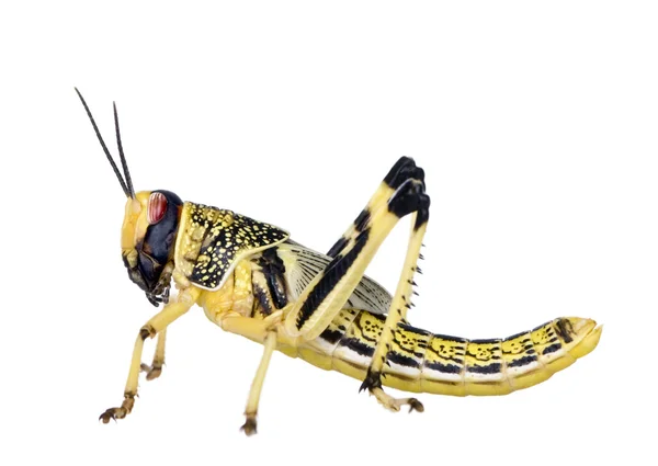 Vista lateral de Larva de Desert Locust, Schistocerca gregaria, na frente de fundo branco, tiro estúdio — Fotografia de Stock