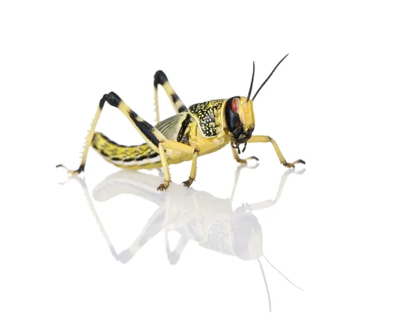 砂漠のイナゴ、サバクトビバッタ、スタジオ撮影白い背景に立っているの幼虫 — ストック写真