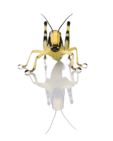 Larva de Desert Locust, Schistocerca gregaria, em frente ao fundo branco, estúdio filmado — Fotografia de Stock