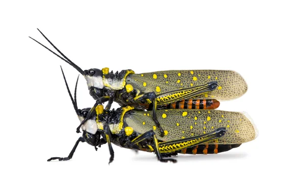 Mannelijke en vrouwelijke Maleisische locust seks, aurlarches milliari — Stockfoto