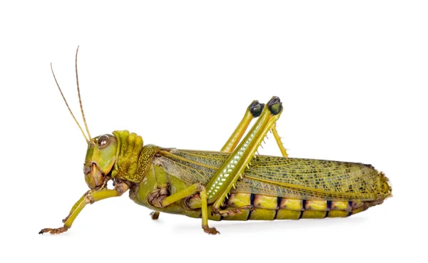 stock image Side view Giant guianas locust, Tropidacris collaris, against white background, studio shot